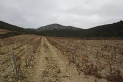 Vente terrain agricole Lesquerde  