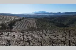 Vente terrain agricole Rasiguères  