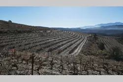 Vente terrain agricole Rasiguères  