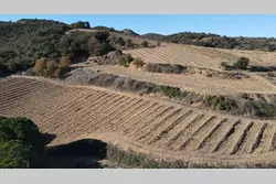 Vente terrain agricole Rasiguères  