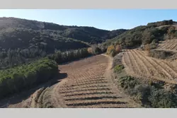 Vente terrain agricole Rasiguères  