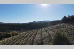 Vente terrain agricole Lansac  