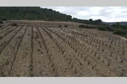 Vente terrain agricole Tautavel  