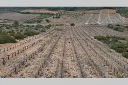 Vente terrain agricole Tautavel  