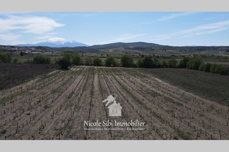 Vente terrain agricole Estagel  