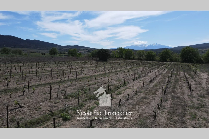 Vente terrain agricole Estagel  