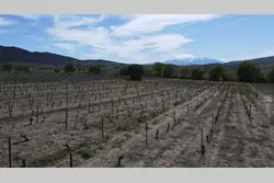Vente terrain agricole Estagel  
