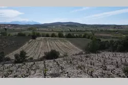 Vente terrain agricole Estagel  