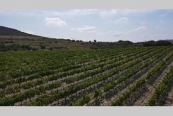 Vente terrain agricole Montner  