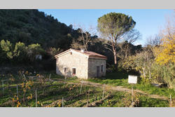 Vente terrain agricole Tautavel  