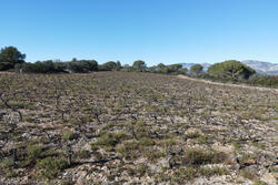 Vente terrain agricole Estagel  