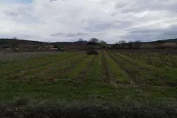 Vente terrain agricole Estagel  