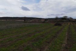 Vente terrain agricole Estagel  