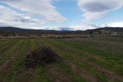 Vente terrain agricole Estagel  
