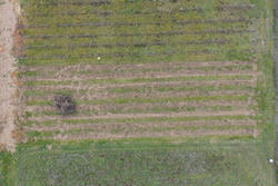 Vente terrain agricole Estagel  