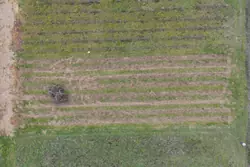 Vente terrain agricole Estagel  