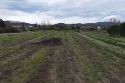 Vente terrain agricole Estagel  