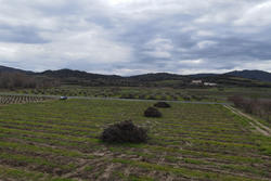 Vente terrain agricole Estagel  