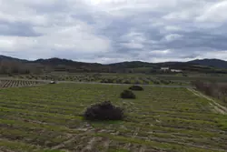 Vente terrain agricole Estagel  