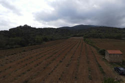 Vente terrain agricole Rodès  