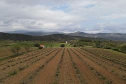 Vente terrain agricole Rodès  