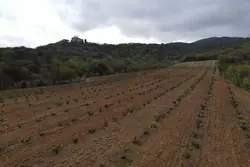 Vente terrain agricole Rodès  