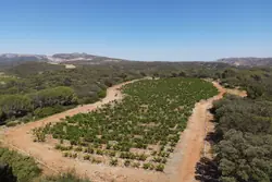Vente terrain agricole Estagel  