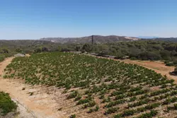 Vente terrain agricole Estagel  