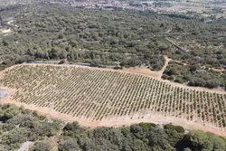 Vente terrain agricole Estagel  
