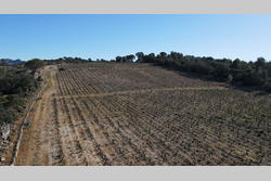 Vente terrain agricole Estagel  