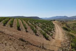 Vente terrain agricole Estagel  
