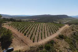 Vente terrain agricole Estagel  