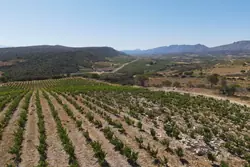 Vente terrain agricole Estagel  
