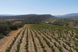 Vente terrain agricole Estagel  