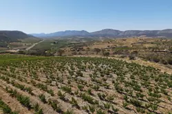 Vente terrain agricole Estagel  
