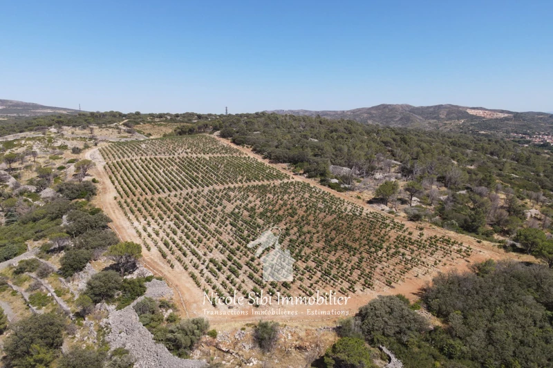 Vente terrain agricole Estagel  