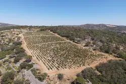 Vente terrain agricole Estagel  