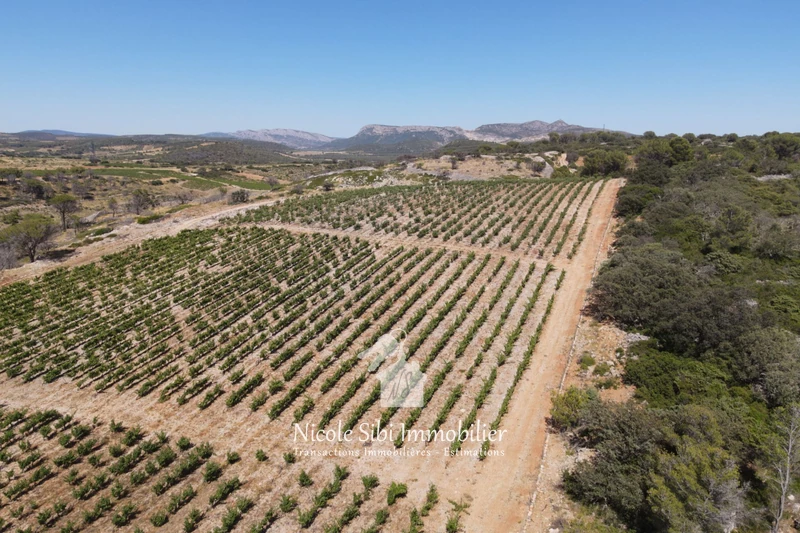 Vente terrain agricole Estagel  
