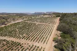 Vente terrain agricole Estagel  
