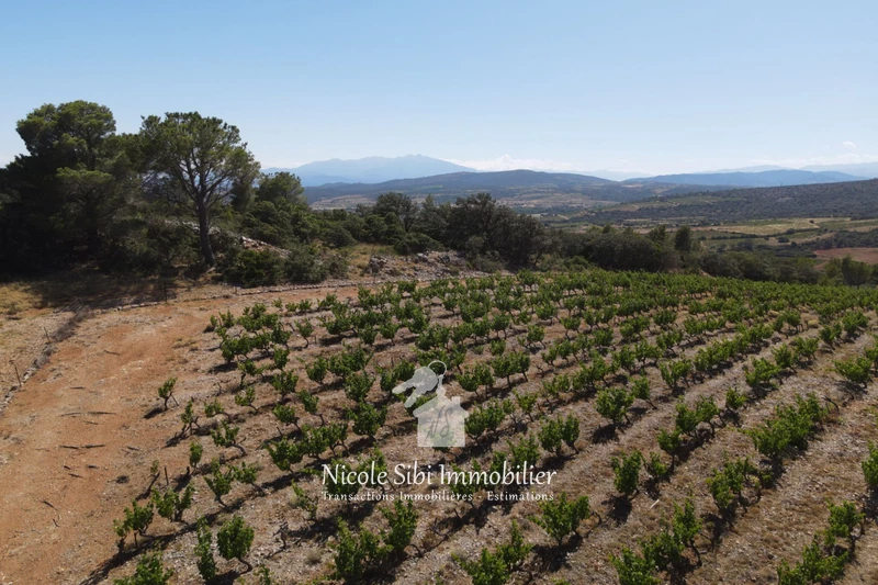 Vente terrain agricole Estagel  