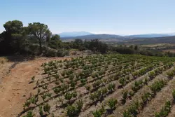 Vente terrain agricole Estagel  