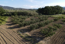 Vente terrain agricole Estagel  