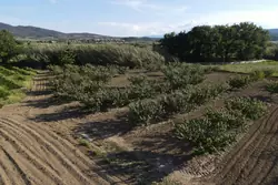 Vente terrain agricole Estagel  
