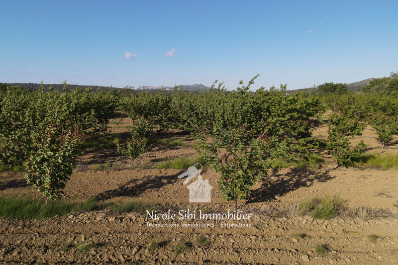 Vente terrain agricole Estagel  