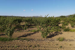 Vente terrain agricole Estagel  