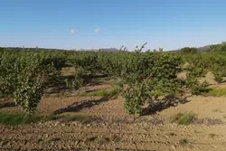 Vente terrain agricole Estagel  