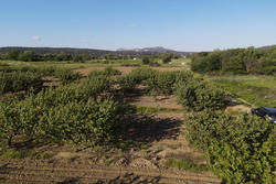 Vente terrain agricole Estagel  