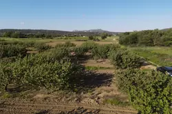 Vente terrain agricole Estagel  