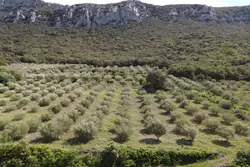 Vente terrain agricole Saint-Paul-de-Fenouillet  