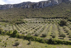 Vente terrain agricole Saint-Paul-de-Fenouillet  